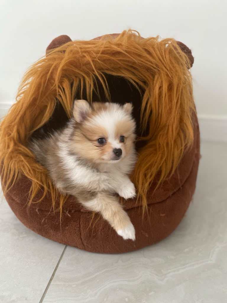 Vida de cachorra descansando en una cama con forma de melena